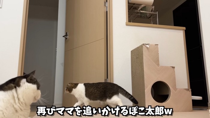 部屋の入口にいる猫