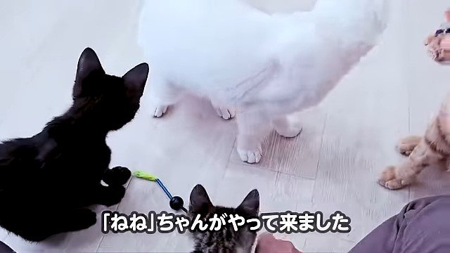 集まる猫たち