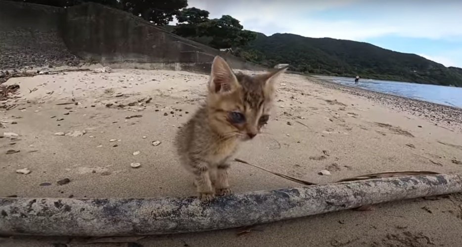 木の枝の上の子猫