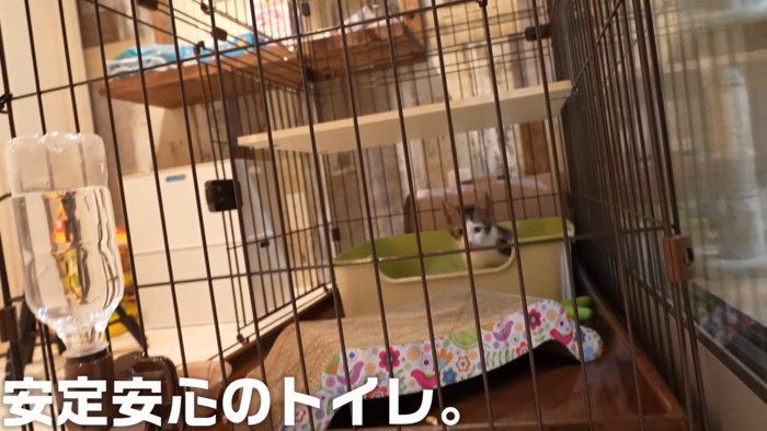 トイレをする子猫