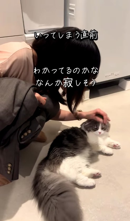 ママに撫でられている猫