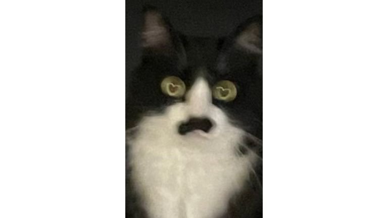 手ブレした猫