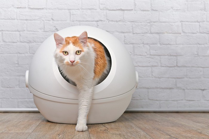 トイレにいる猫