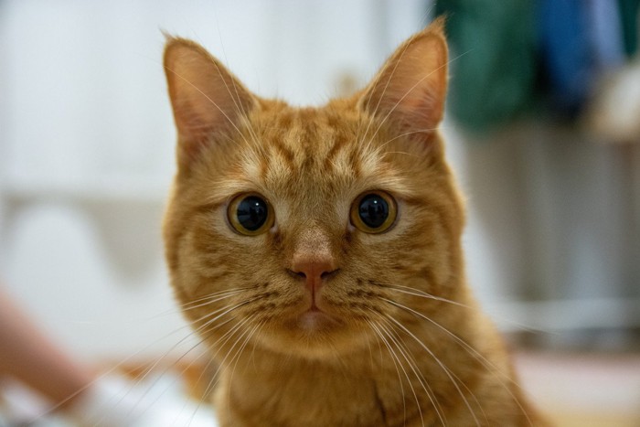 目を丸くしている猫