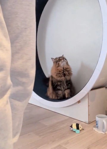キャットホイールに座っている猫