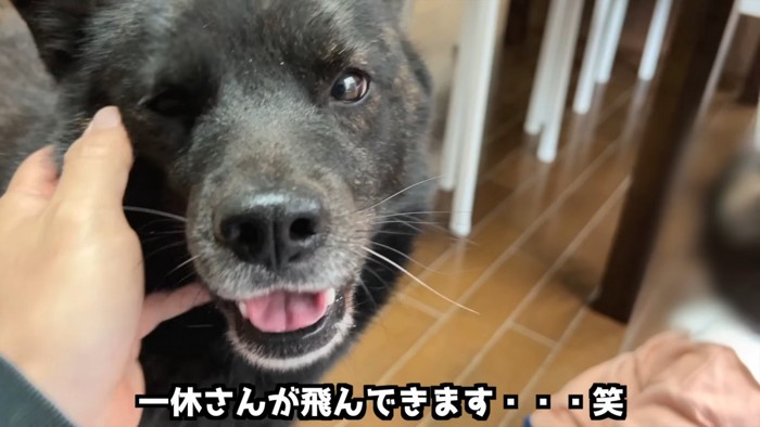 顔をなでられる犬