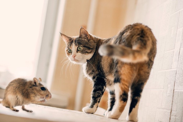 ネズミに興味を持つ猫