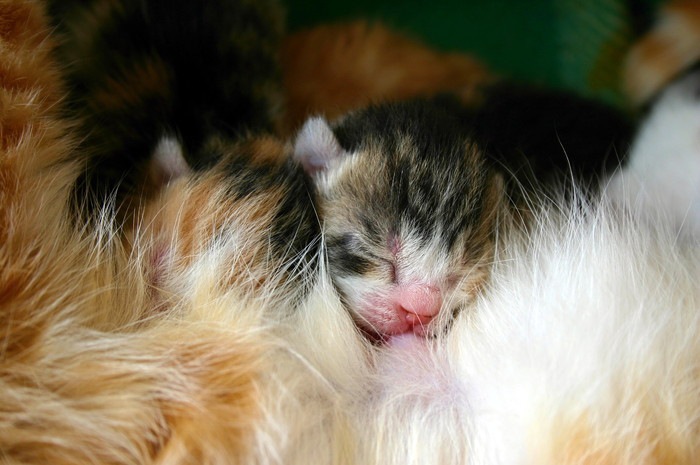 母乳を飲む子猫