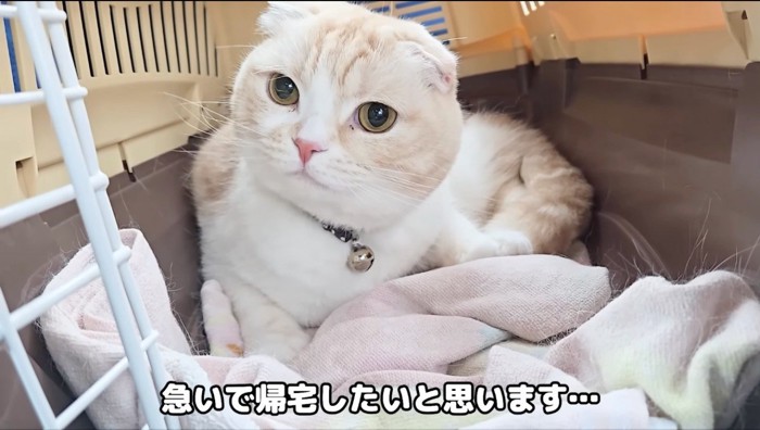 クレートの中で横になる猫