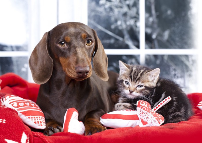 バレンタインのチョコレート犬と猫