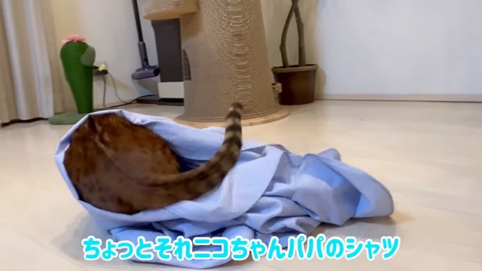 シャツにもぐる猫のお尻