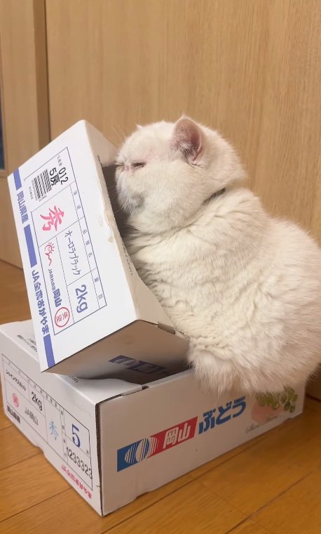 箱に体を寄せる猫