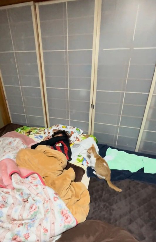 見つめる猫