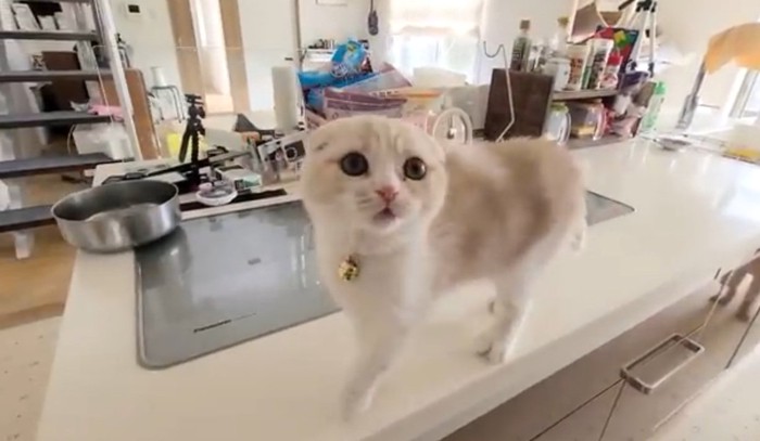 台所の上にいる子猫