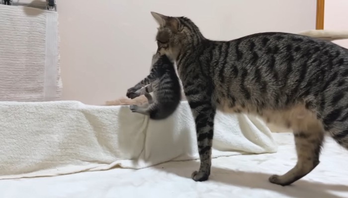 子猫を運ぶ母猫