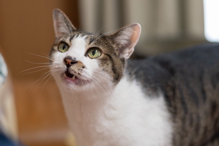 飼い主に向かって鳴く可愛い猫