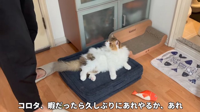 立っている人を見る猫