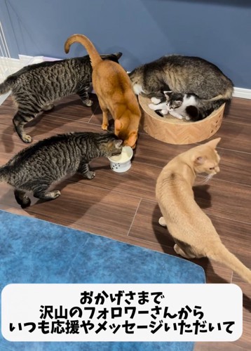 ごはんを食べる猫たち