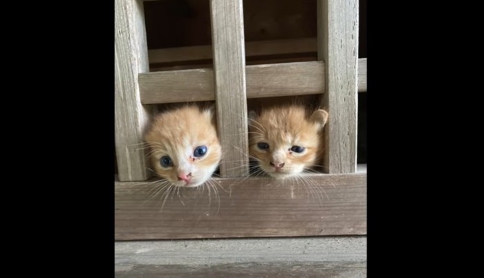 木造の格子から顔を出す2匹の猫