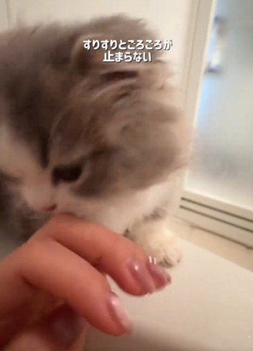 ゴロゴロ鳴く猫