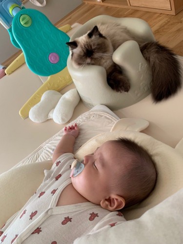 寝ている赤ちゃんを見る猫