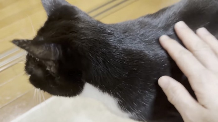 撫でられている猫の写真