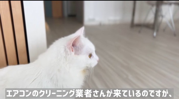 見つめる猫