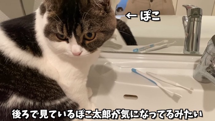 振り向く猫