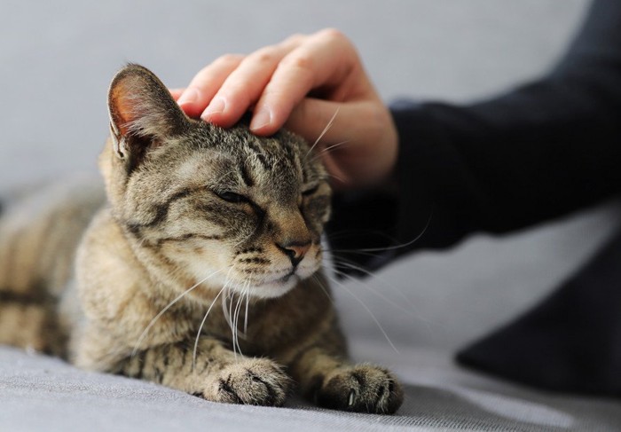 撫でられる猫