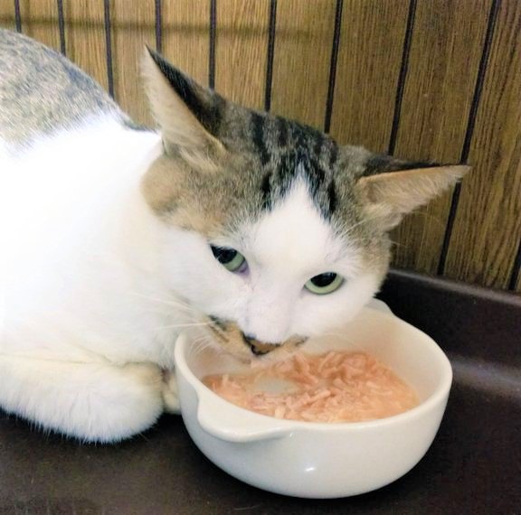 ケージの中でシャーしているチョビ