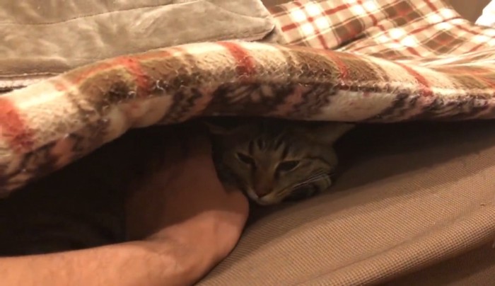 ソファの座布団の下に潜り込んでいる猫