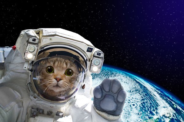 猫の宇宙飛行士