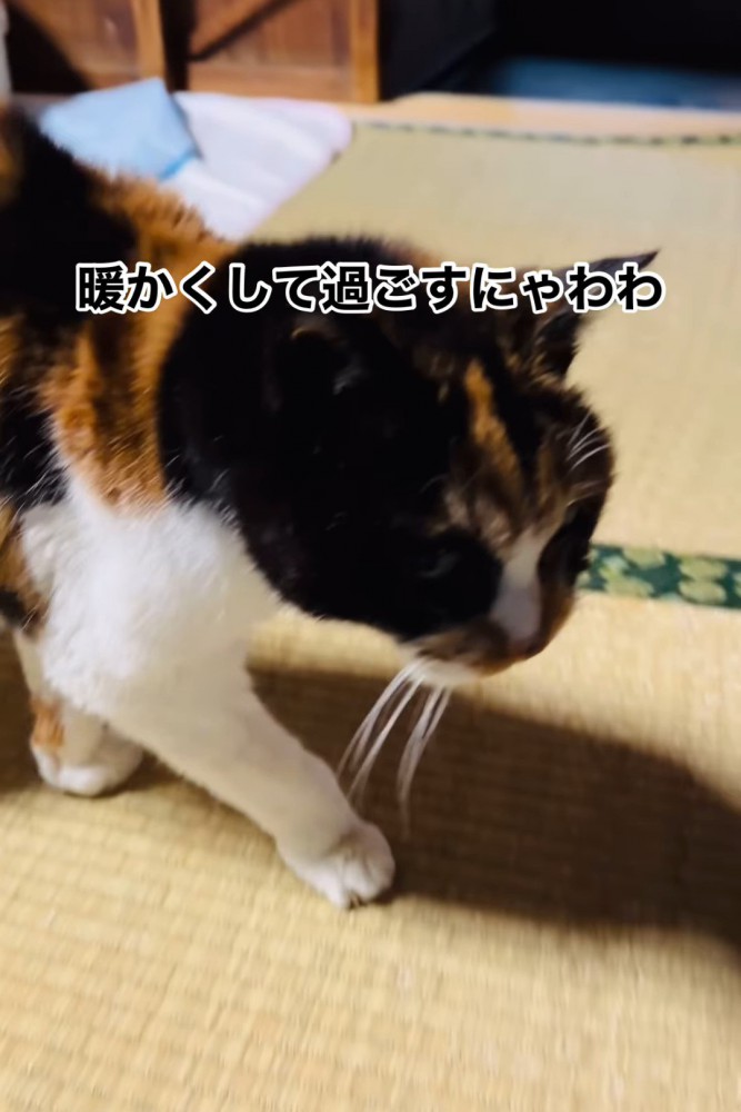 歩く猫