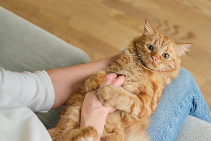 膝の上であおむけになる猫