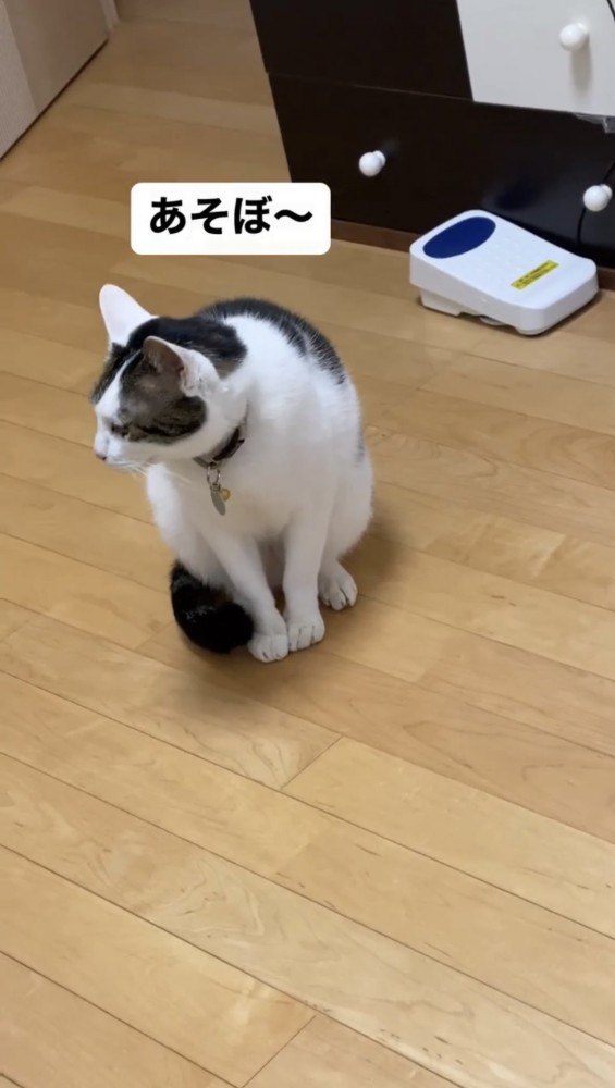 そっぽを向く猫