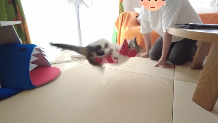 ぬいぐるみで遊ぶ猫