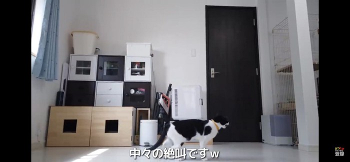 飼い主さん帰宅の気配