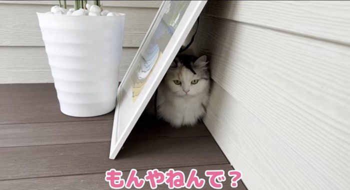 隠れる猫