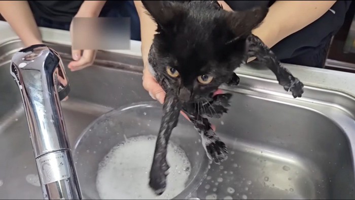 シャンプー剤をかけられて暴れる猫