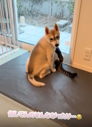 窓の手前にいる赤ちゃん犬