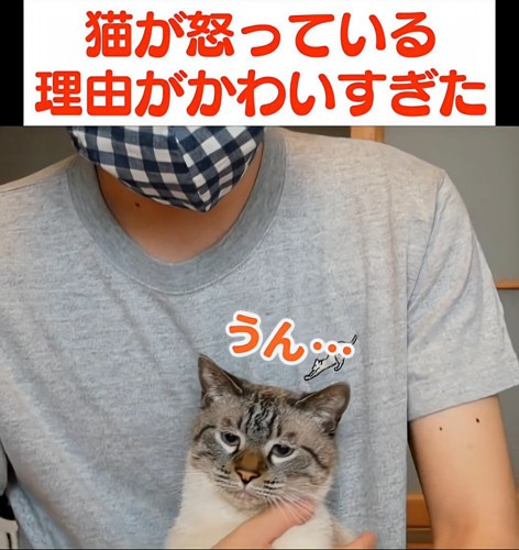 困った顔の猫