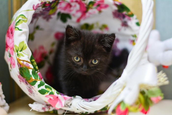 2匹のマンチカンの子猫