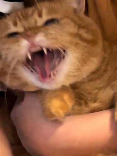 威嚇する猫