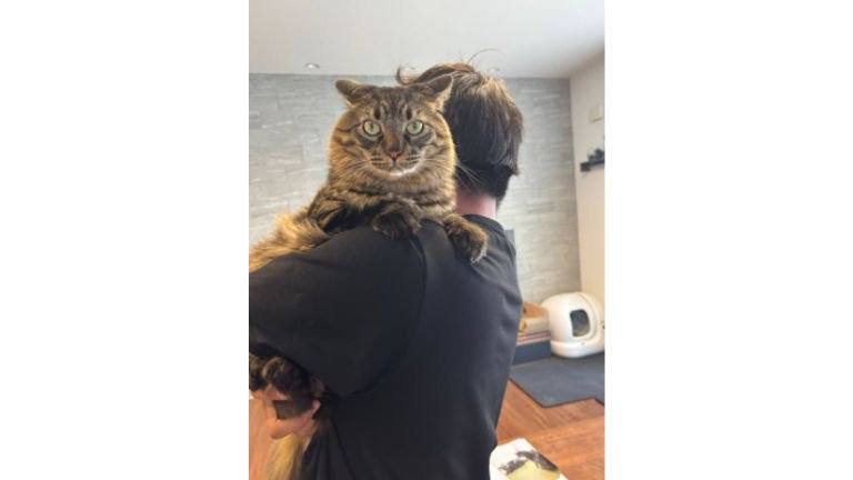 男性に抱かれる猫