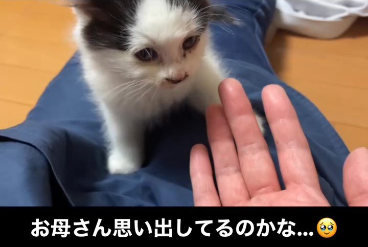 人の膝の上に乗る子猫