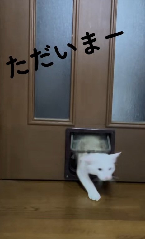 猫用通路を通る猫