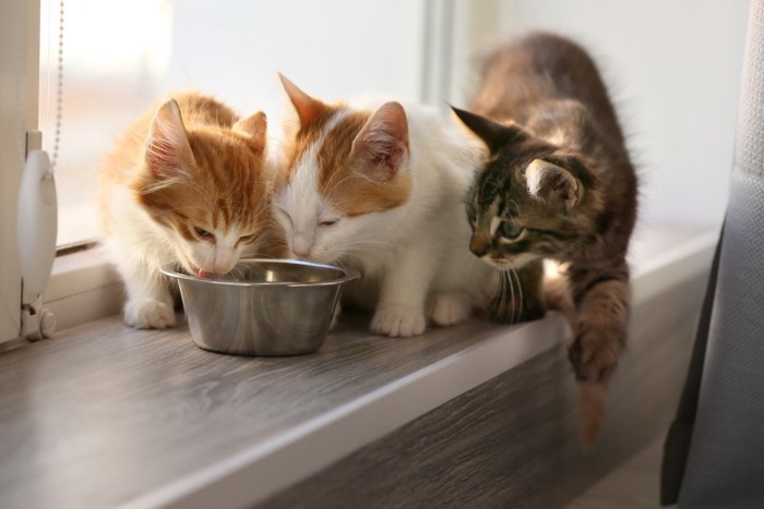 窓際で食事中の猫たち