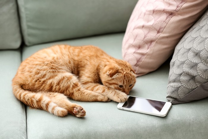 スマートフォンに触れながら横になっている猫
