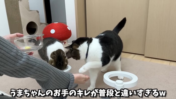 前足をあげる猫