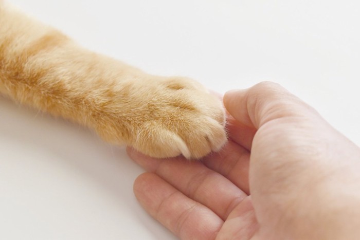 重なり合う猫と人の手